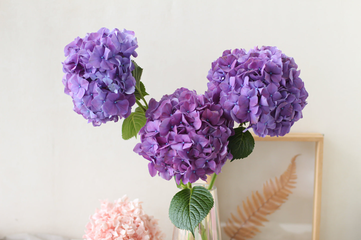 Hydrangea (Subscription x 3)