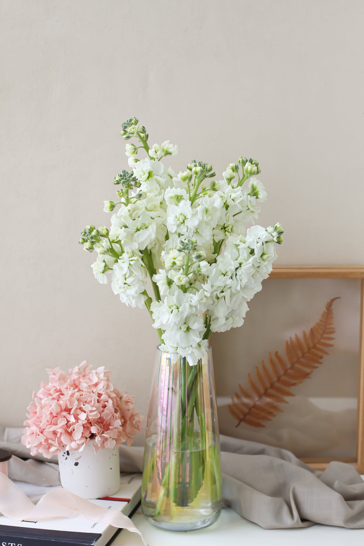 Matthiola (Subscription x 3)