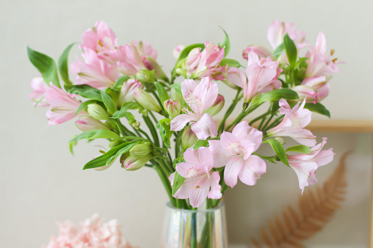 Prima Donna Alstroemeria (Subscription x 3)