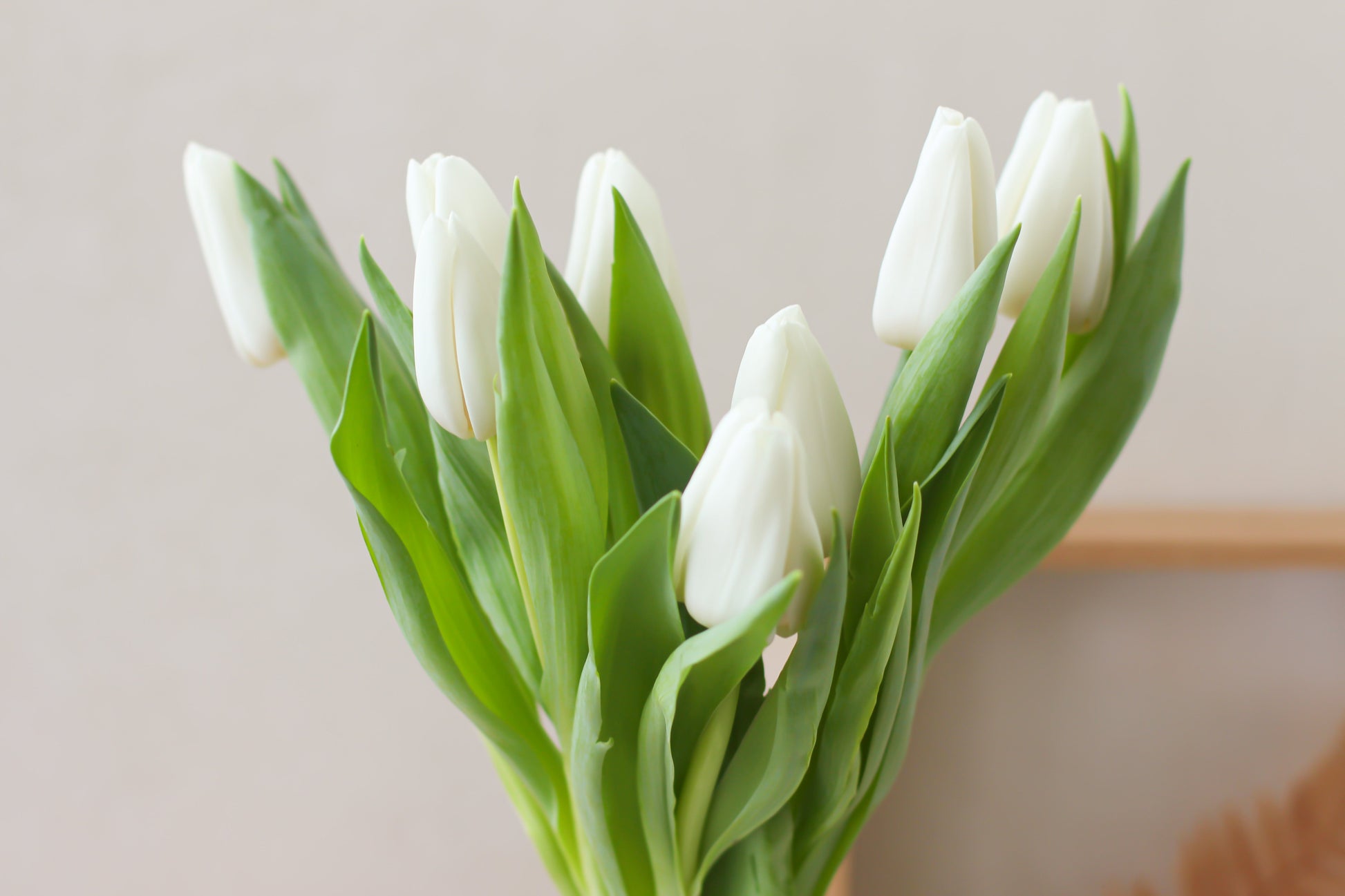 Tulips subscription - arrangement