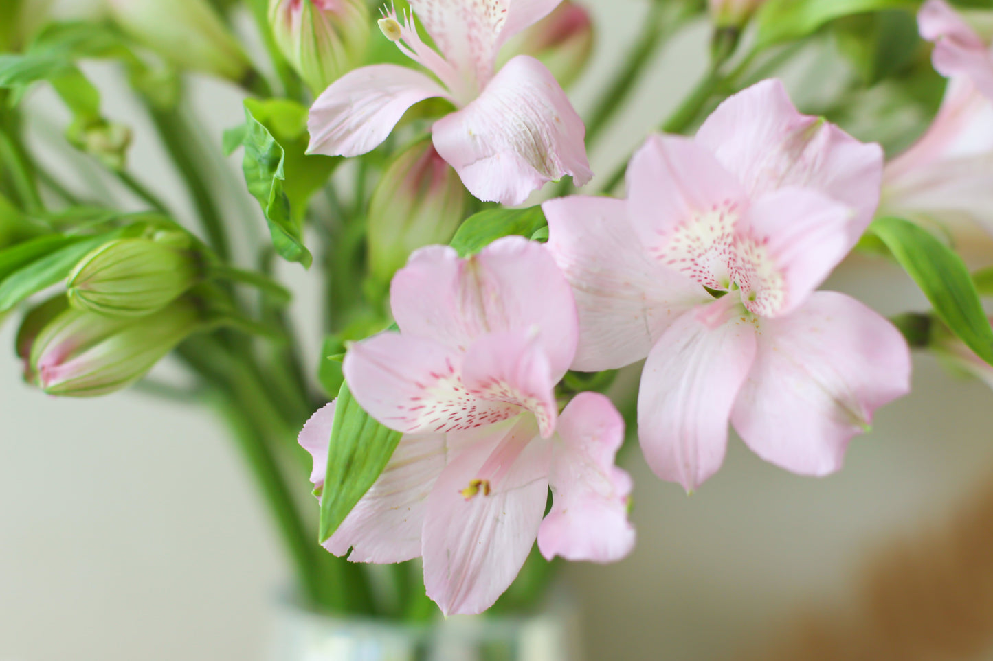 Prima Donna Alstroemeria (Subscription x 3)