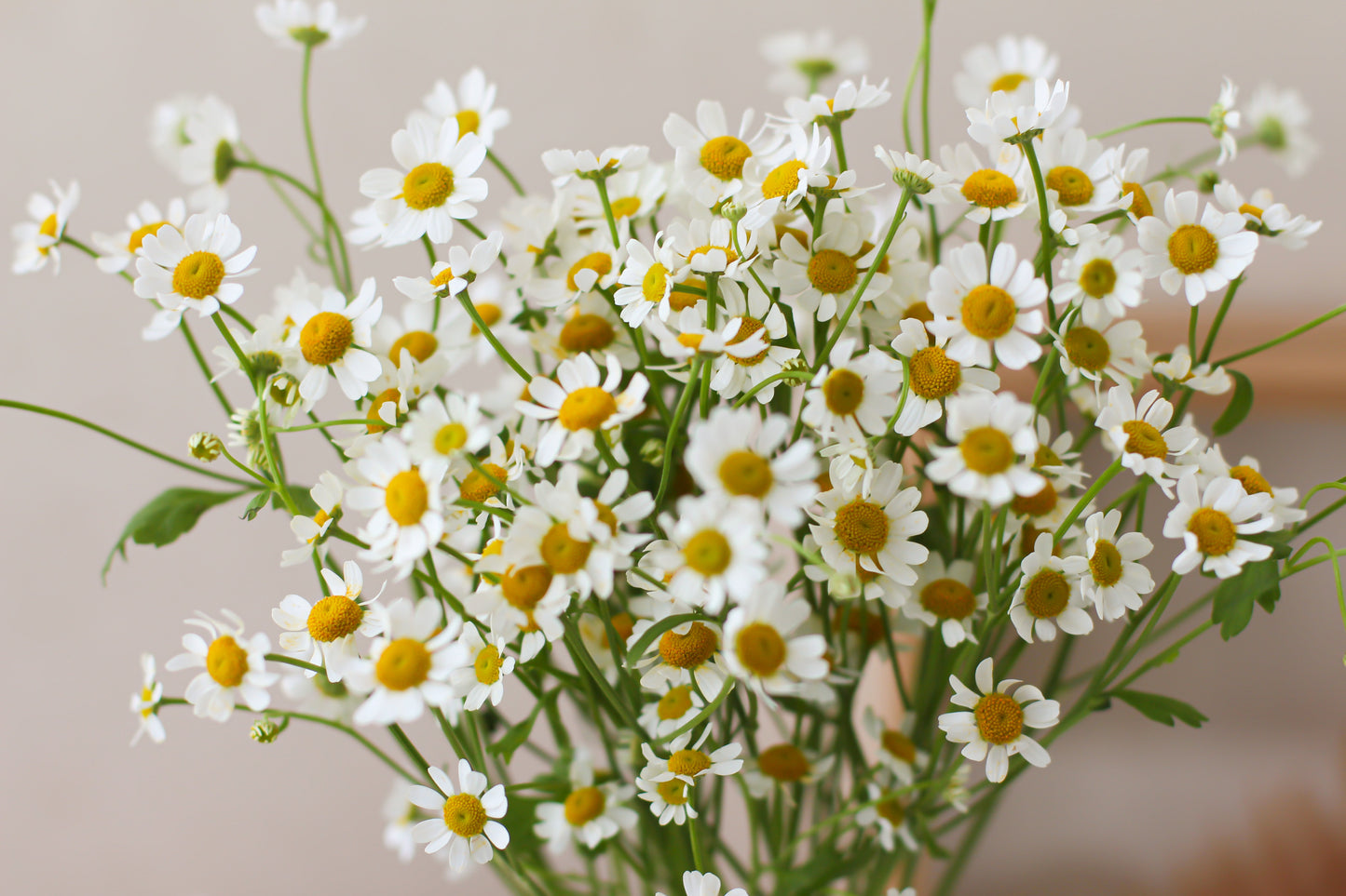 Tanacetum (Subscription x 3)