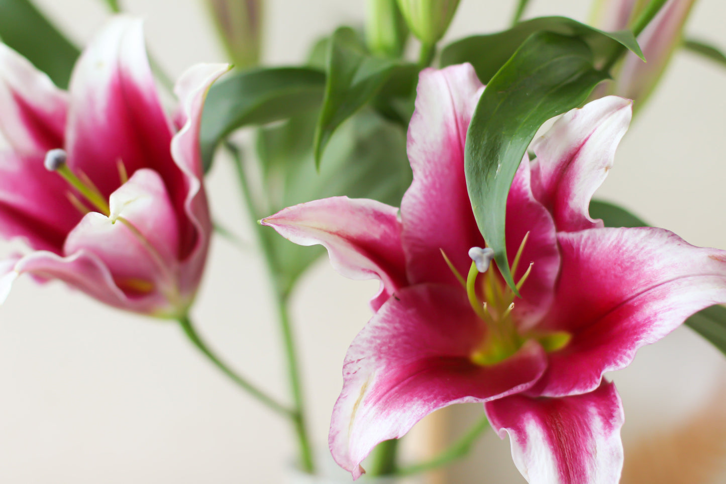 Lilies (Subscription x 3)